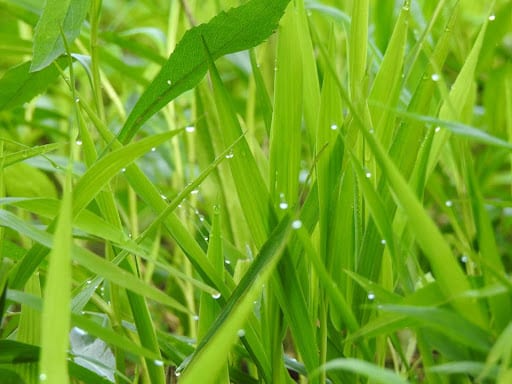 DFW Lawn Care Calendar: A Month-by-Month Guide for North Texas